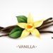 La vanille est un ingrédient qui nous fascine tous, grâce à son odeur magnifique qui nous donne envie de savourer les recettes préparées avec